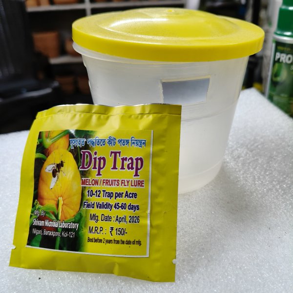 Insect trap