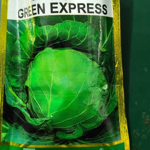 Cabbage