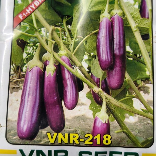 Brinjal