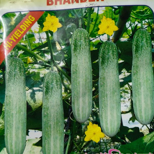 Cucumber