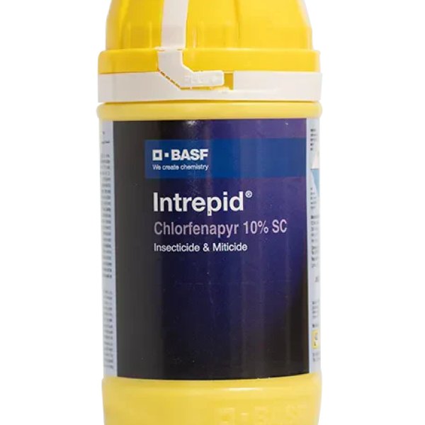 Interprid